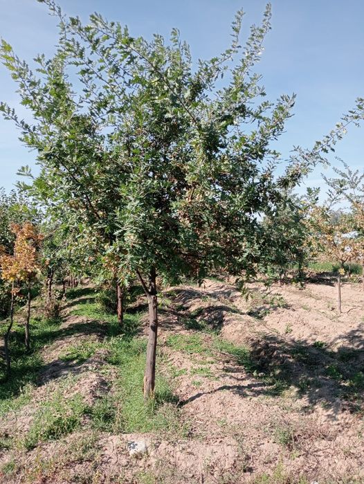 Рябина крупномеры 5-8м