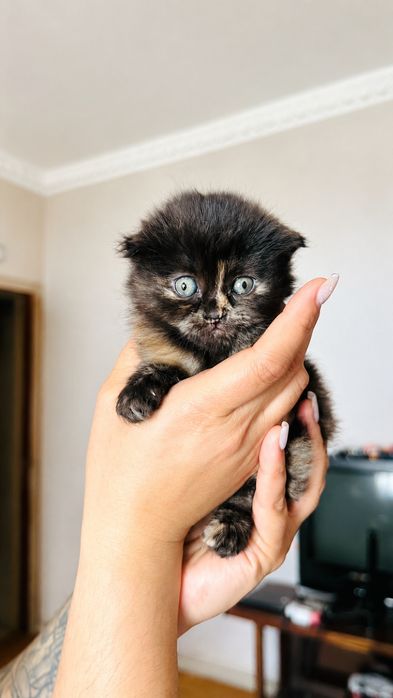 Котят в добрые руки