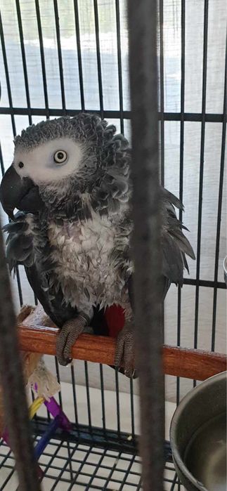 Търси се жако ! Голямо възнаграждение ! 5000 лв !