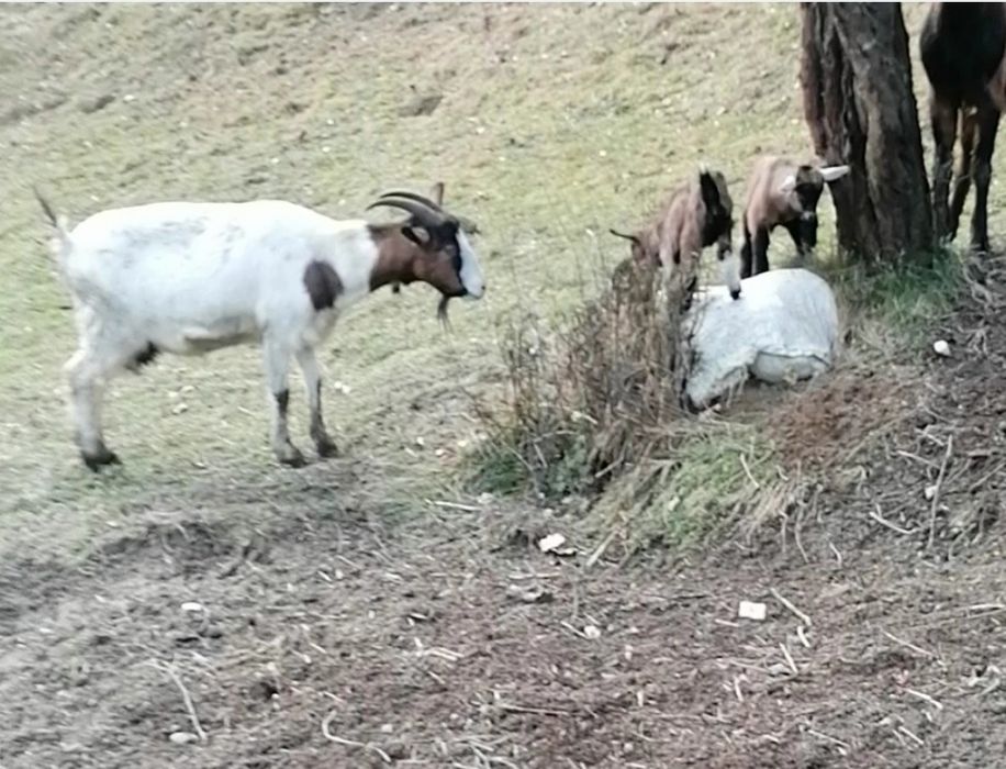 Vând două capre cu iezi