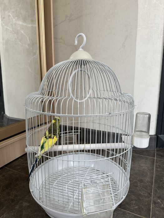 Попугай с клеткой и кормом