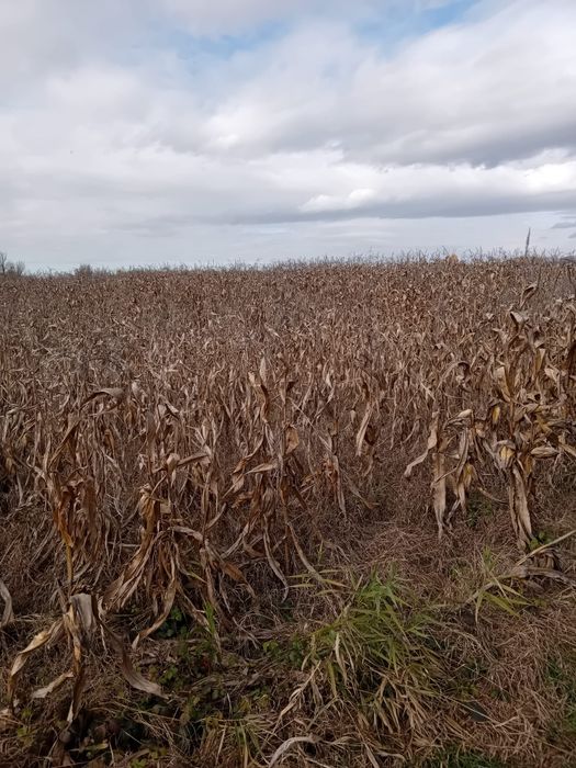 Vând porumb an 2025