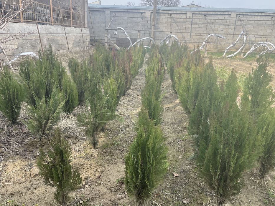 Продаются туи оптом