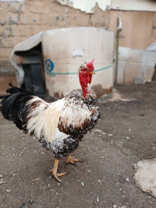 Продам молодого петуха  Голошейки