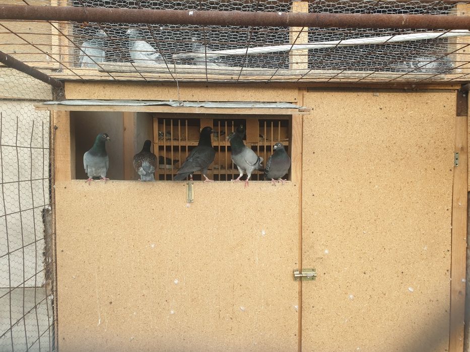 Porumbei voiajori matca! Linii de la mari crescatori