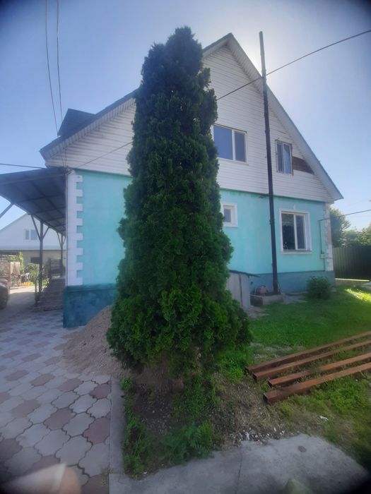 Продам Тую 4 метра