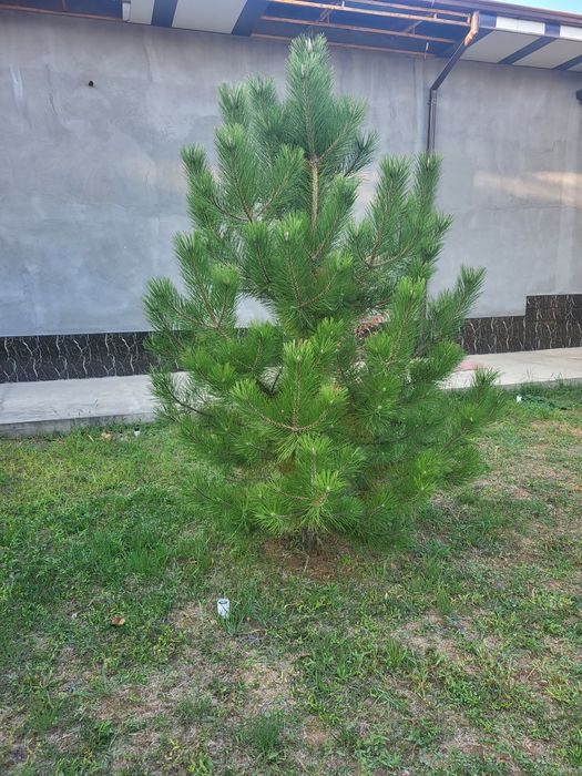 Разные декоративные деревья ёлки пальмы кусты и кустарники