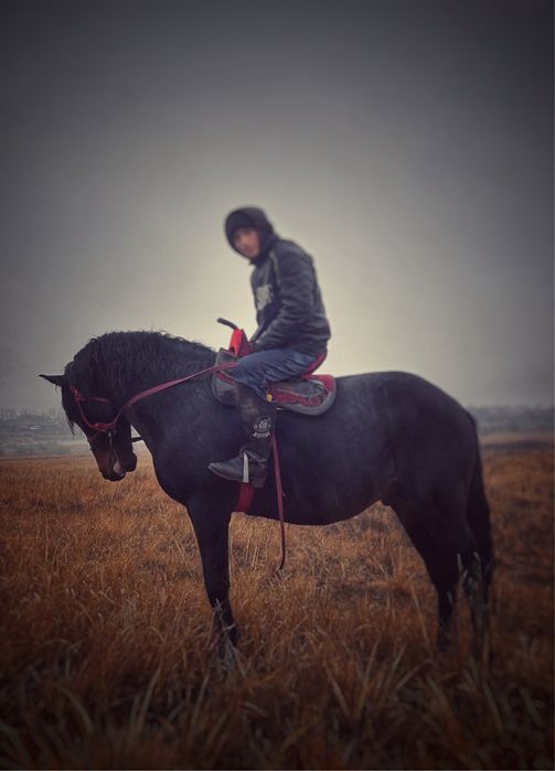 Жеребец айғыр