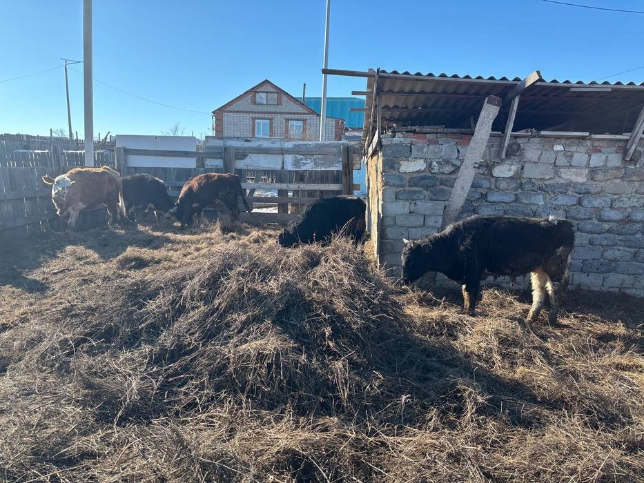 Продам КРС на мясо по