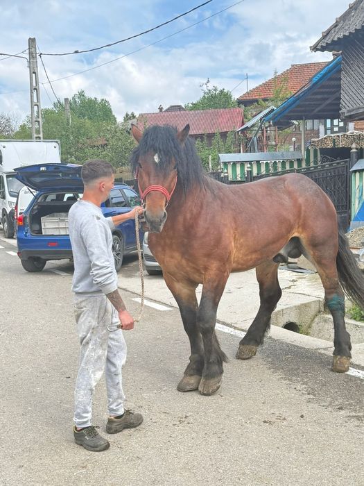 Armăsar de vânzare
