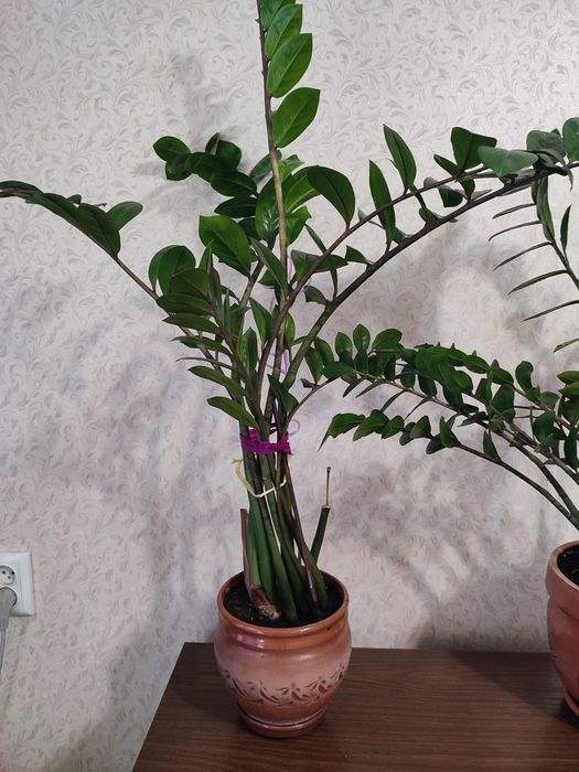 Продам цветы. Долларовое дерево