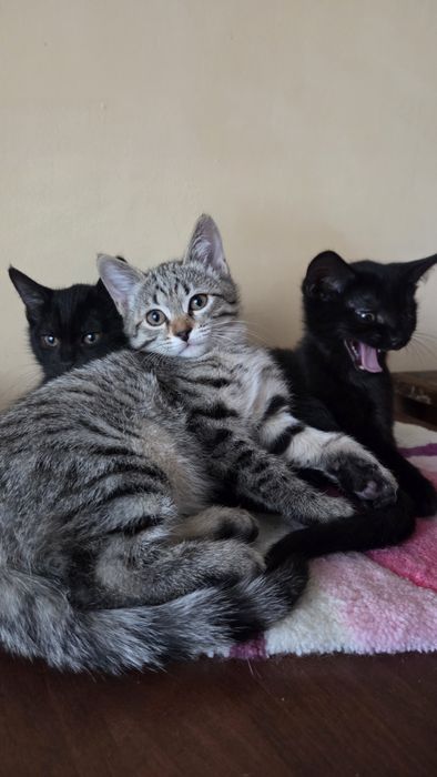 Отдам котят 3 месяца