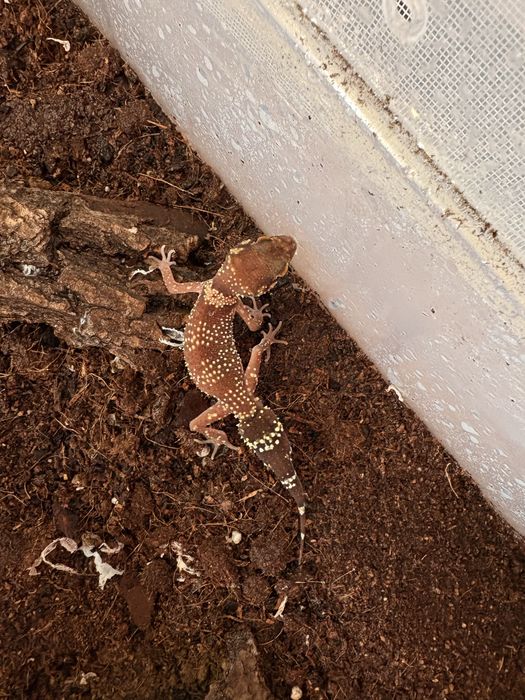 vand gecko, soparla, insecte, etc