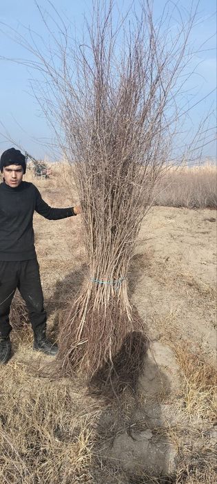 Gujum kõchatlari sotiladi