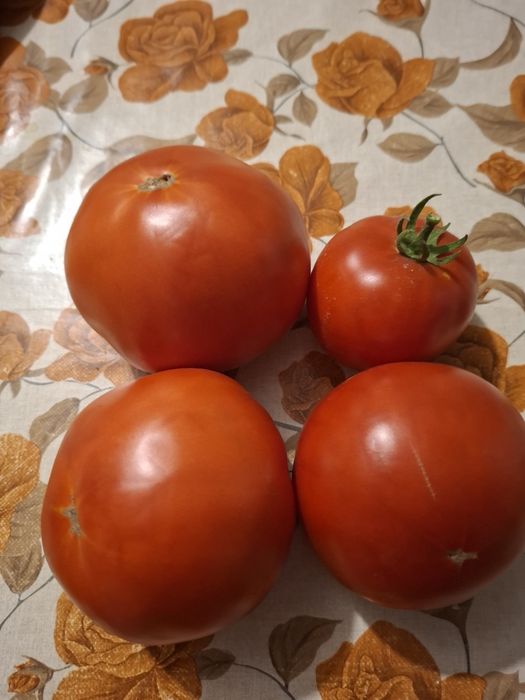 Rosii de gradina