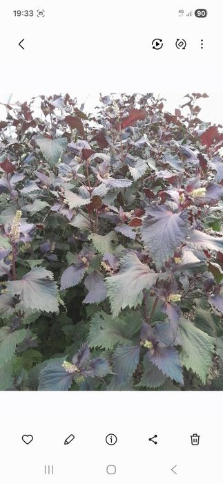 Vând rasad si seminte de perilla rosie