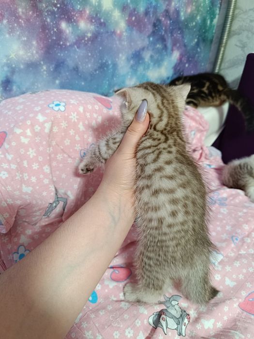 Шотландские котята мальчики