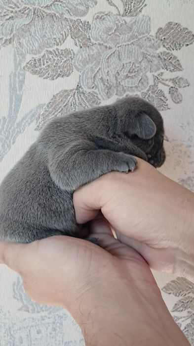 Французский бульдог голубого окраса