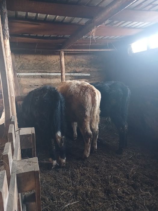 Продам Крс Бычек 2год 1   Телки 380000