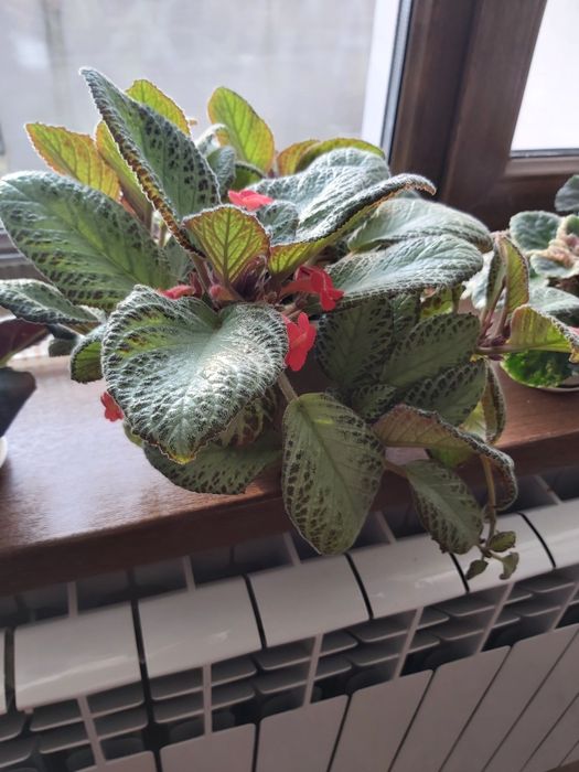 Продам эписцию комнатную