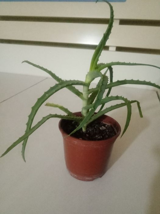 Алоэ лекарственное.