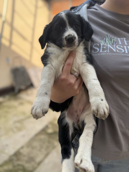 Русский спаниель