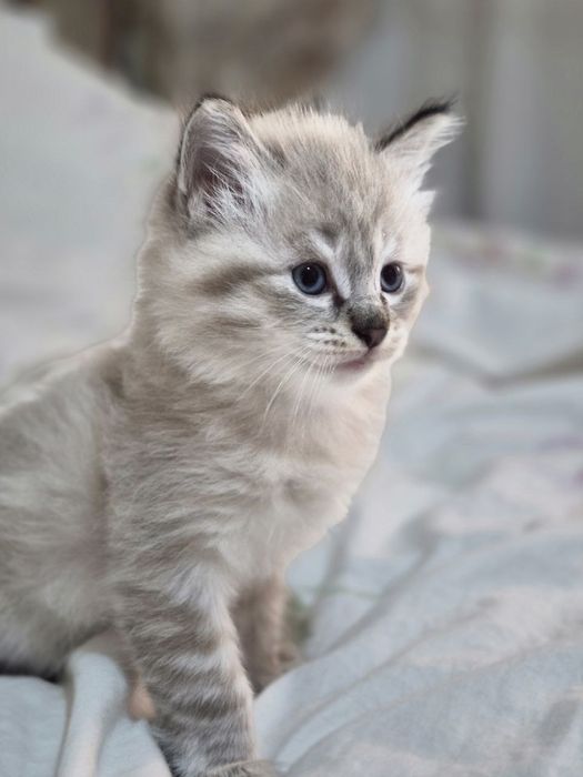 Котёнки муши бола лари отдам даром