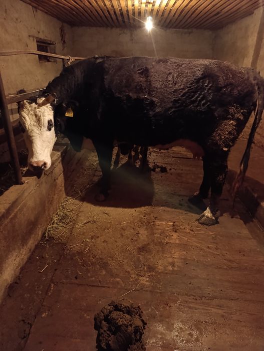 Продается корова цена 850 000