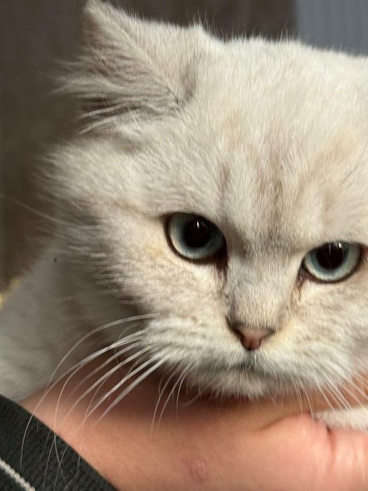 Britanski Chinchilla