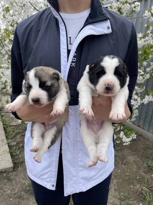 Продаются щенки алабая, сао