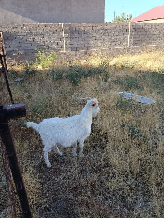 Орыс ешкі сатылады теке