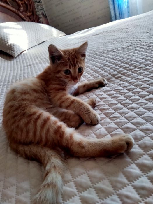 отдам котенка в добрые руки