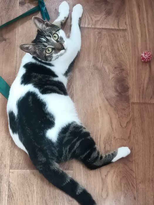 Pisicuță frumoasa, deparazitata,sterilizata,se dă cu contract de adopț