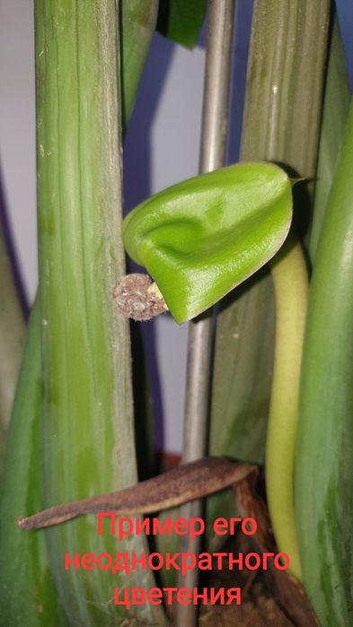 Замиокулькас комнатный цветок , растение для офиса