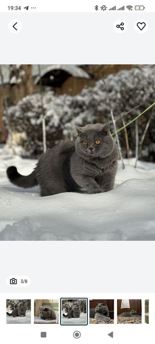 Скоттиш фолд девочка