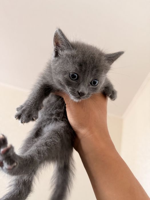 Отдам в добрые руки котят