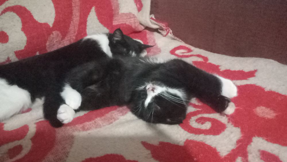 Срочно продается Скотиш фолд мальчик