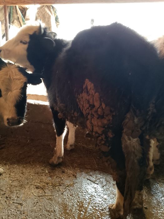 Продается бички аптити хорошо