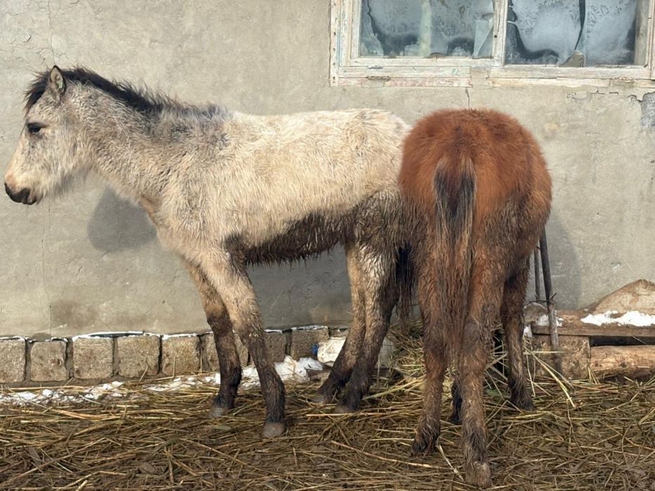 Жабағы соғым ет