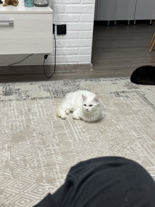 В добрые руки мальчик и девочка(белая)