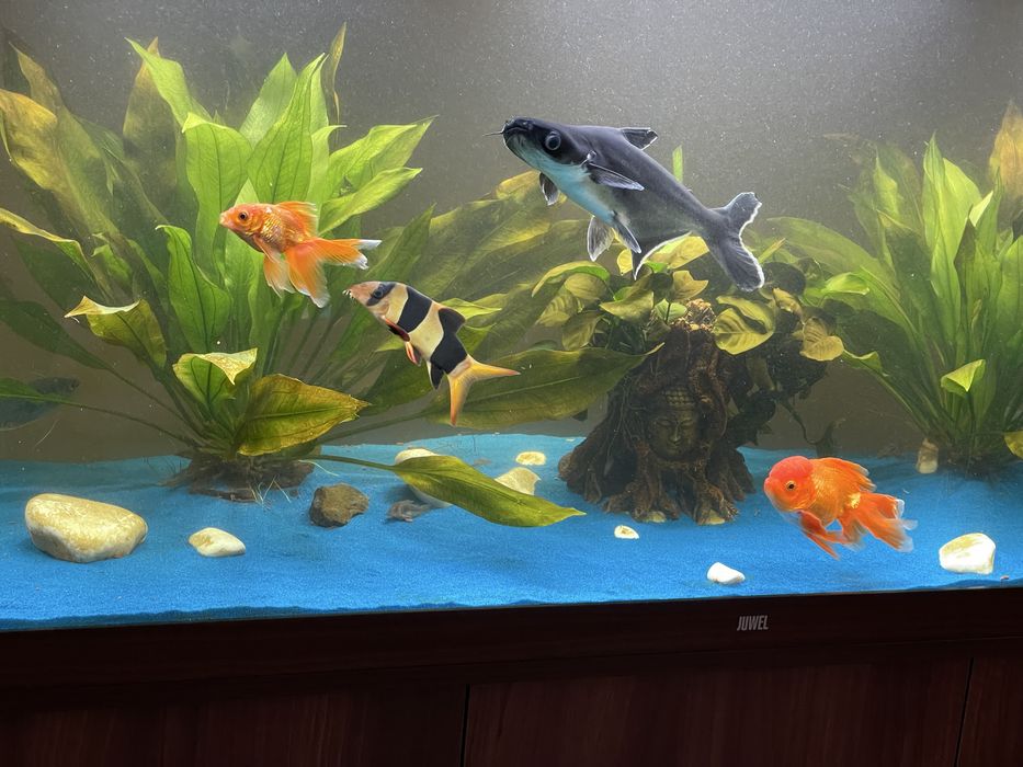 Acvariu Juwel led rio 450 maro