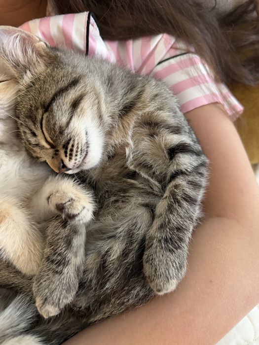 Девон рекс-сфинкс