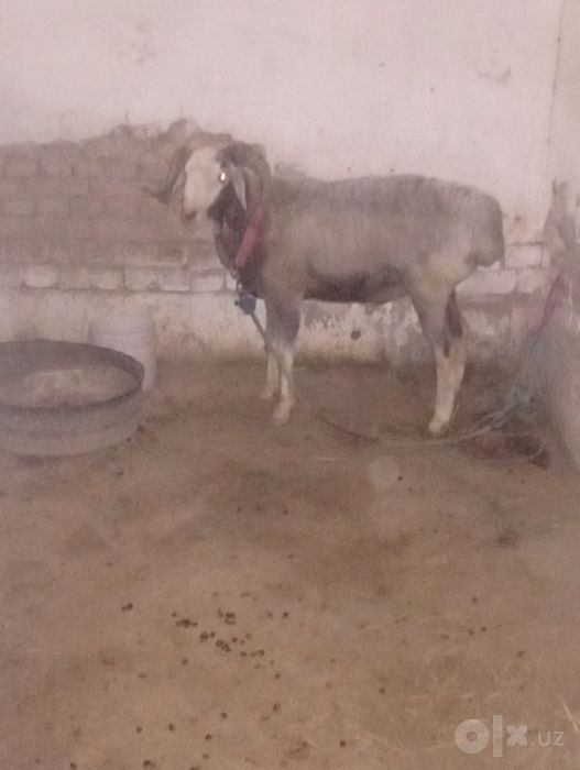 Qo'chqor sotilodi