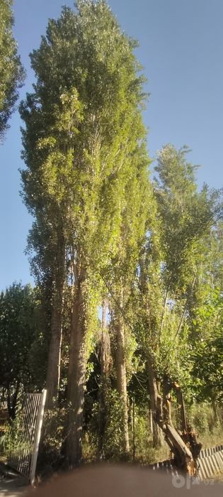 Teraklar sotiladi!