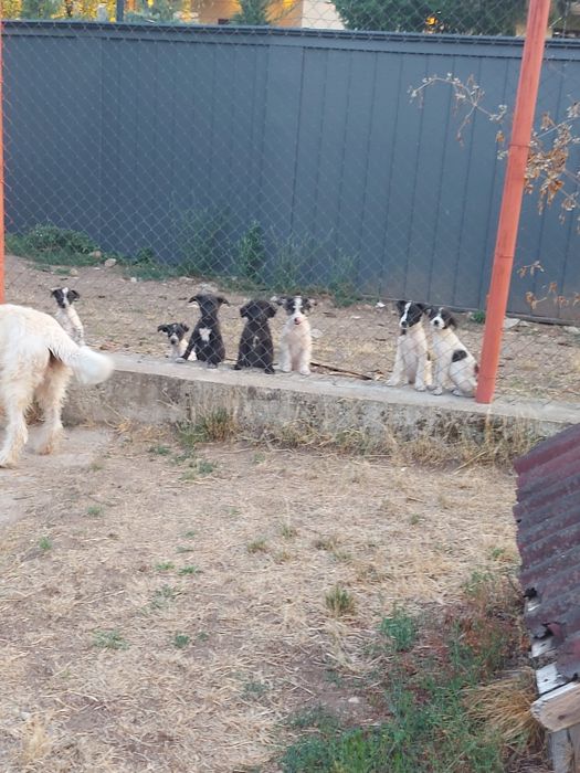 Подарявам кученца