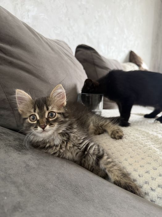 Котята в добрые руки