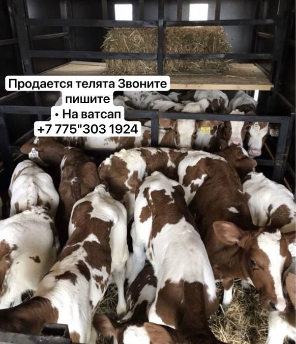 Продам молодых телят