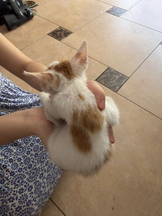 Маленький миленький котенок ищет заботливую хозяйку