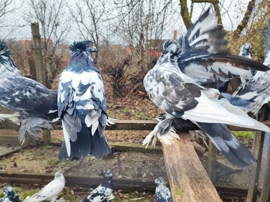 Porumbei uriași maghiari de vânzare