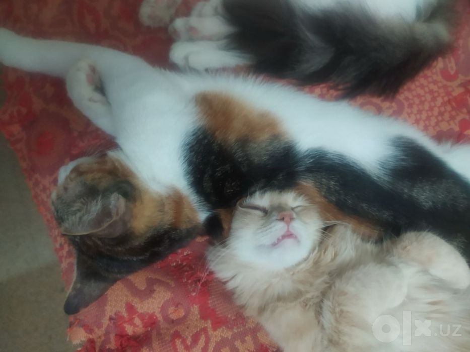 Котята даром. Спасите котят!